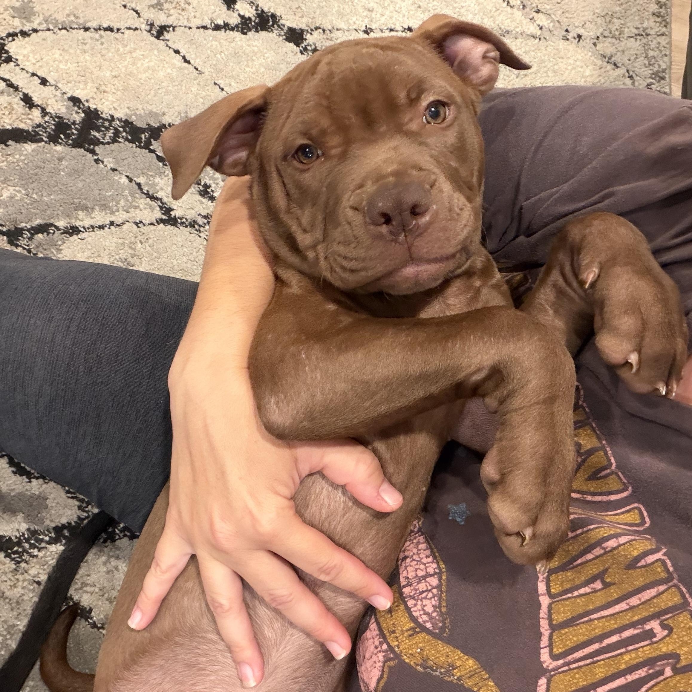 Briar, Adoptable, Puppy Female Pit Bull Terrier.