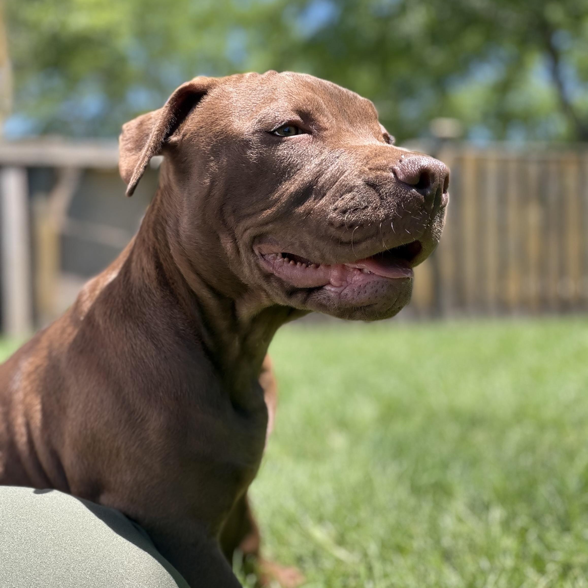 Briar, Adoptable, Puppy Female Pit Bull Terrier.