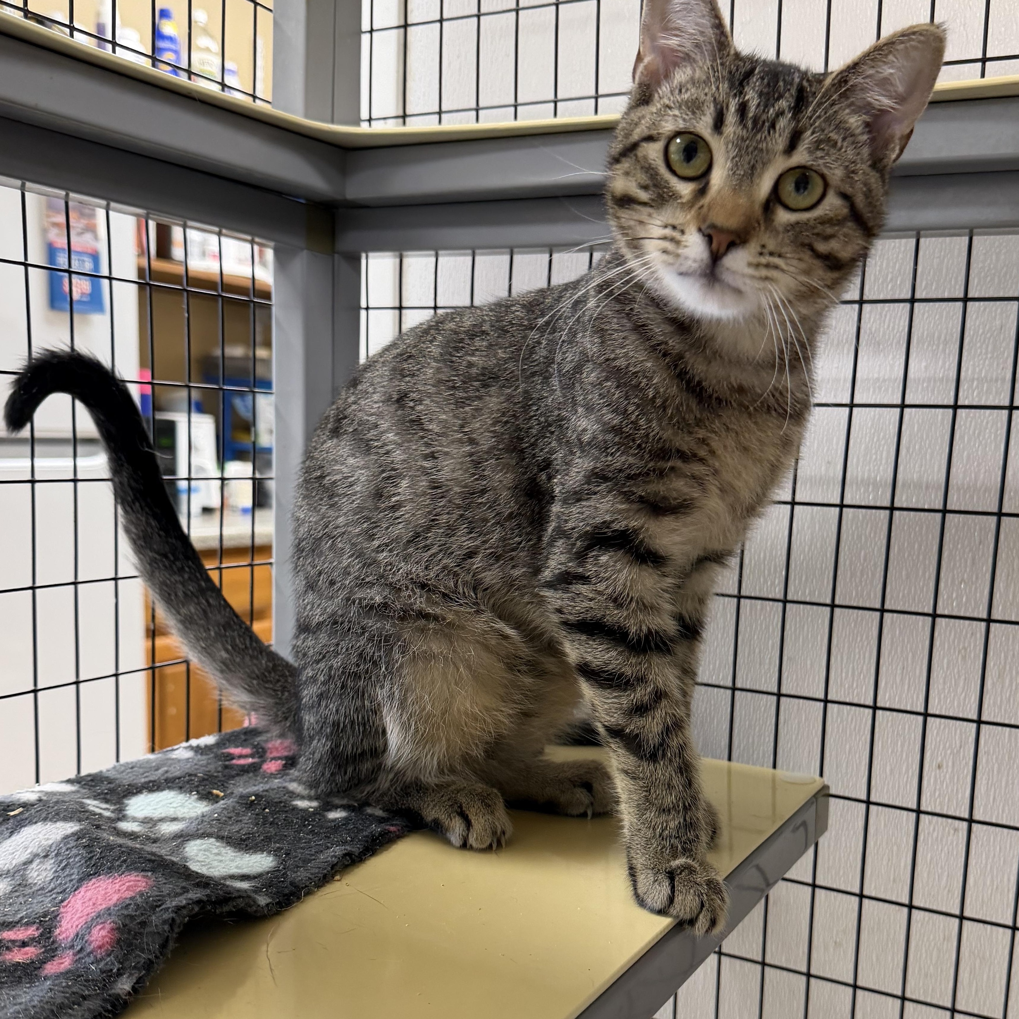 Clarence, Adoptable, Young Male Domestic Short Hair.