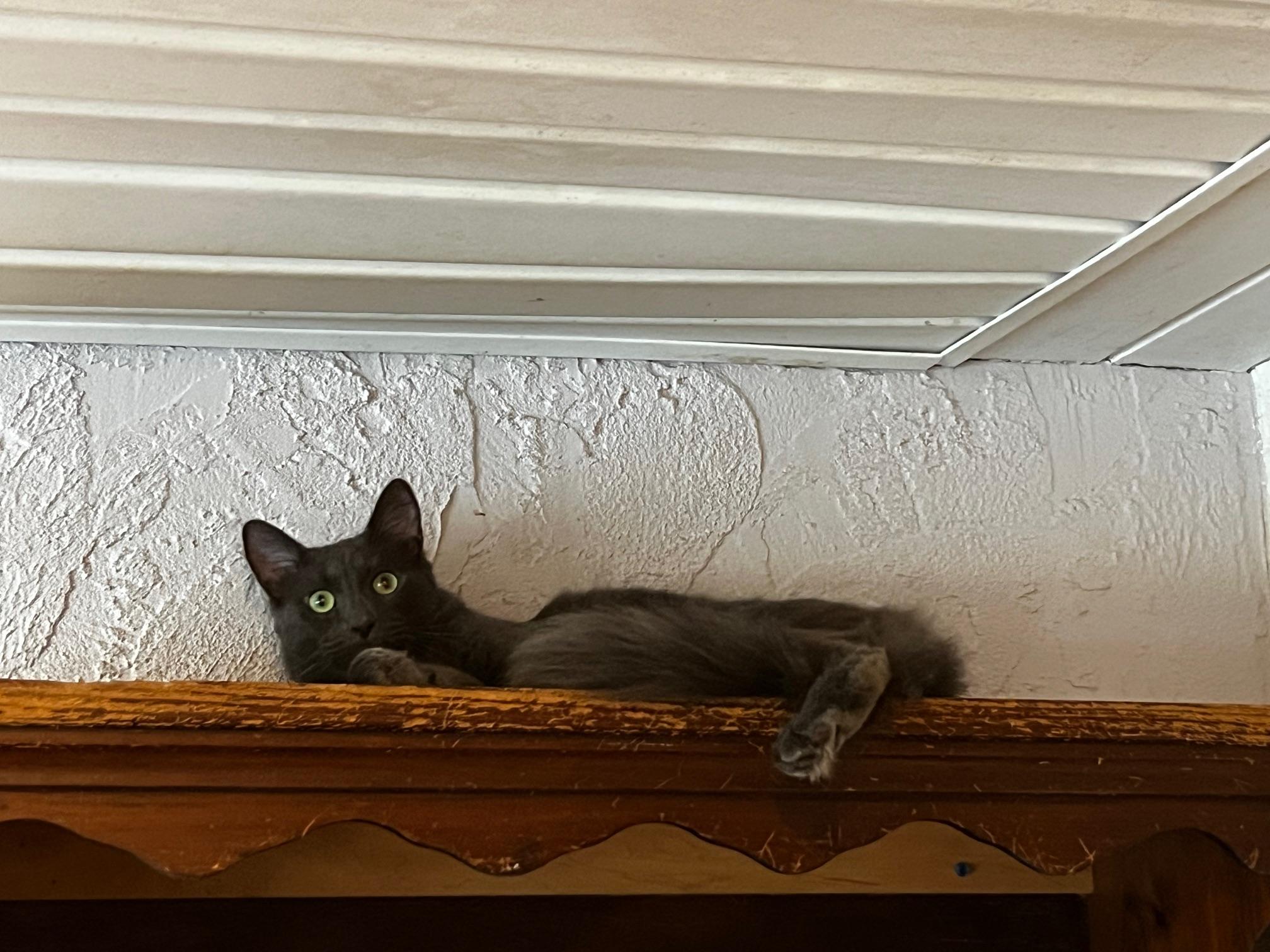 Enlarge Shylo, a ADOPTABLE mixed breed in Sarasota, FL image 2/5