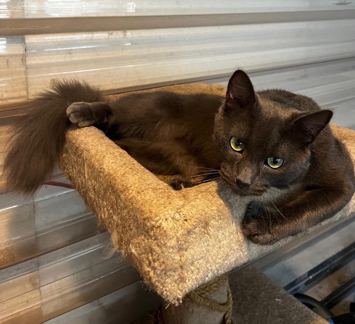 Enlarge Shylo, a ADOPTABLE mixed breed in Sarasota, FL image 3/5