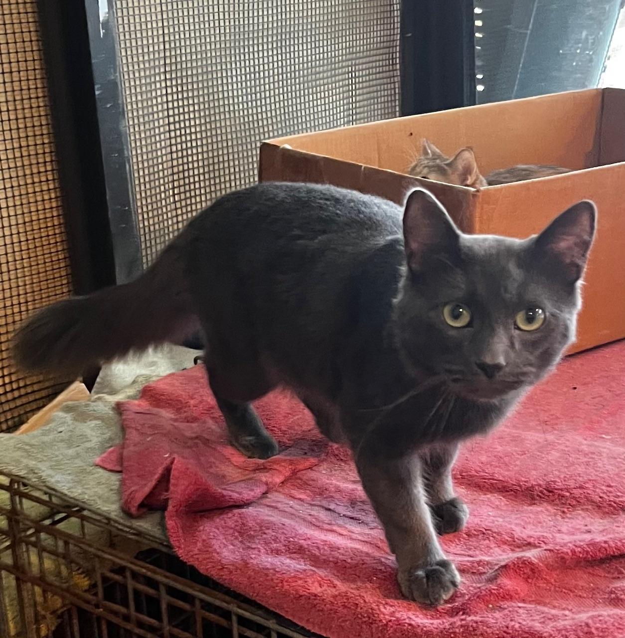 Enlarge Shylo, a ADOPTABLE mixed breed in Sarasota, FL image 5/5