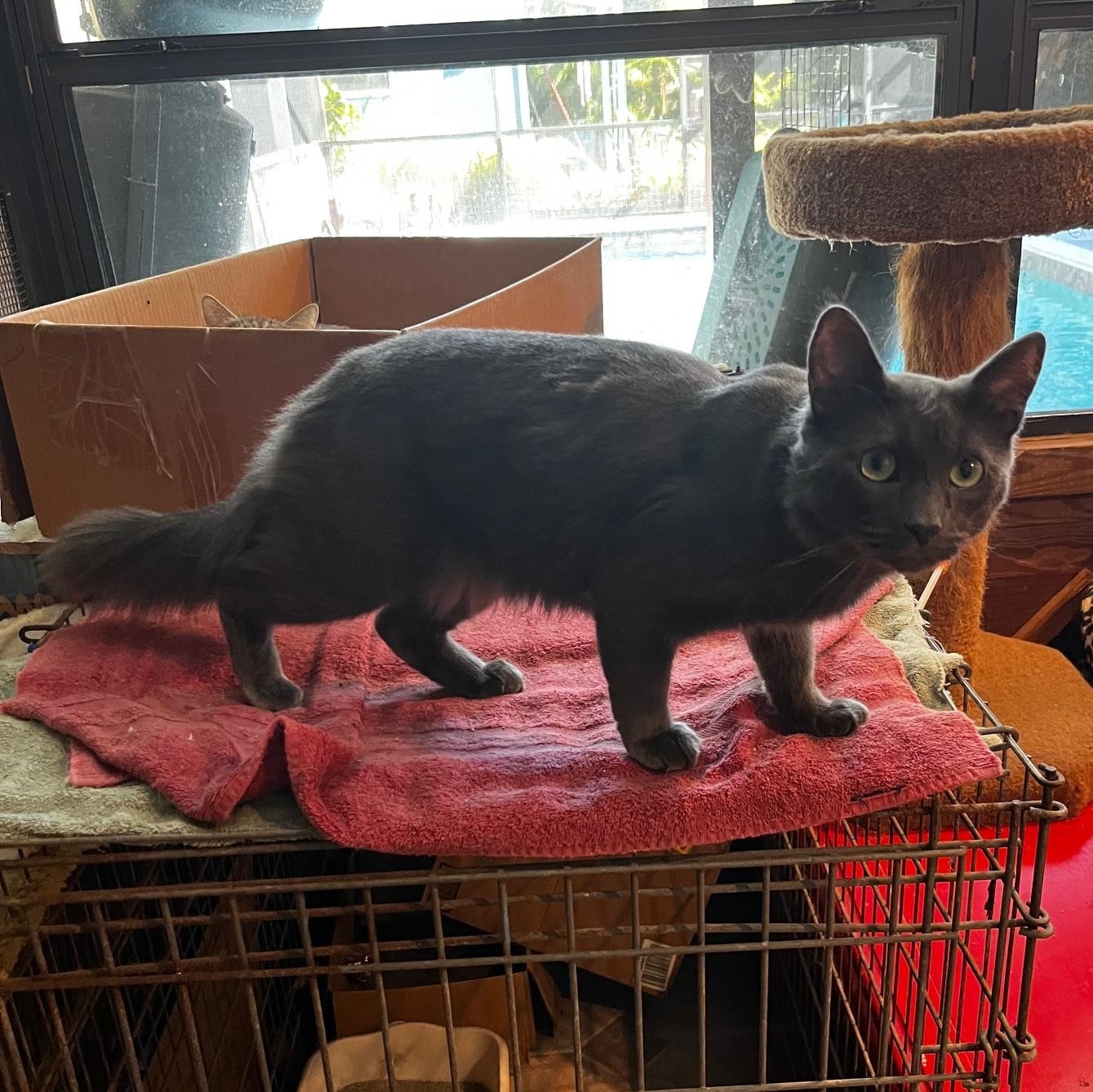 Enlarge Shylo, a ADOPTABLE mixed breed in Sarasota, FL image 4/5