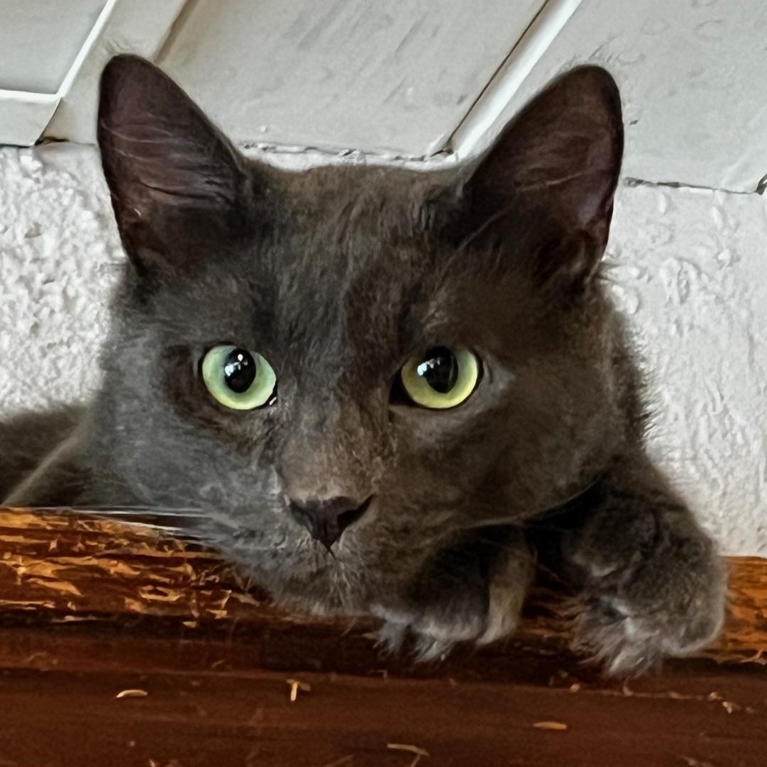 Shylo, ADOPTABLE, Young Male Domestic Medium Hair.