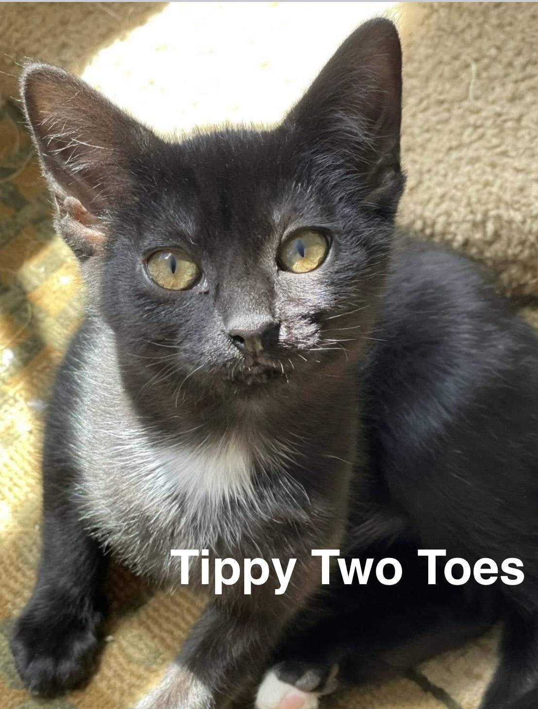 Tippy Two Toes - 4 MONTHS - SHE EATS AND SHE KNOWS THINGS!, Young Female American Shorthair