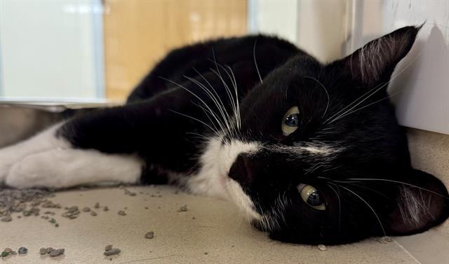 WOLVERINE IN THE BARN, Adoptable, Adult Male Domestic Short Hair.
