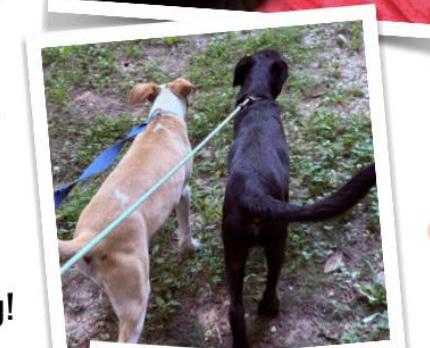 Enlarge Keno, a Adoptable mixed breed in Indian Mound, TN image 2/3