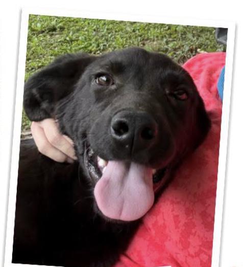 Enlarge Keno, a Adoptable mixed breed in Indian Mound, TN image 1/3