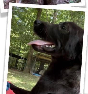 Enlarge Keno, a Adoptable mixed breed in Indian Mound, TN image 3/3