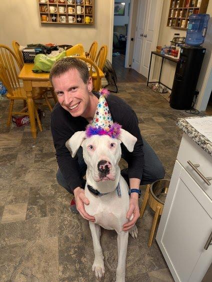 Clyde, Adoptable, Young Male Great Dane.