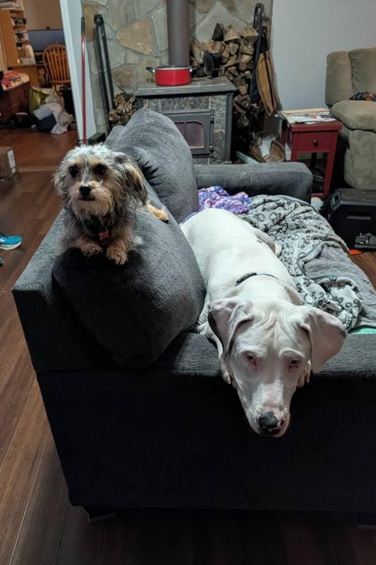 Enlarge Clyde, a Adoptable Great Dane in Knoxville, TN image 2/6