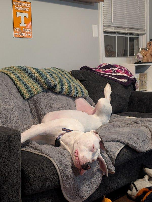 Enlarge Clyde, a Adoptable Great Dane in Knoxville, TN image 3/6