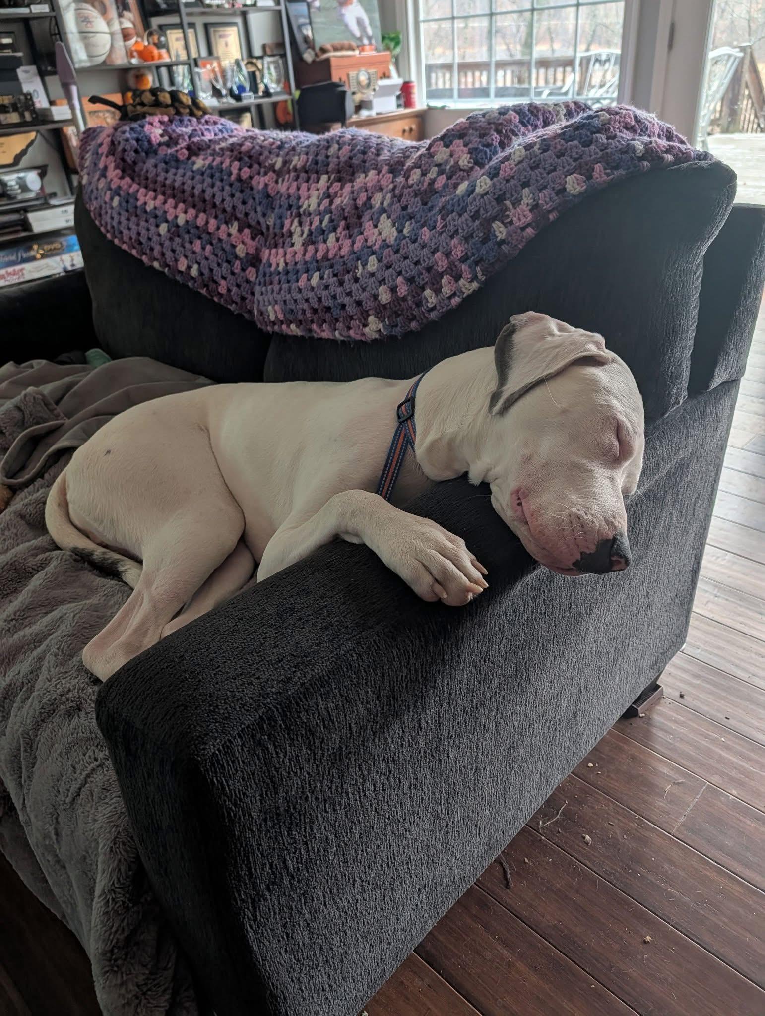 Enlarge Clyde, a Adoptable Great Dane in Knoxville, TN image 4/6