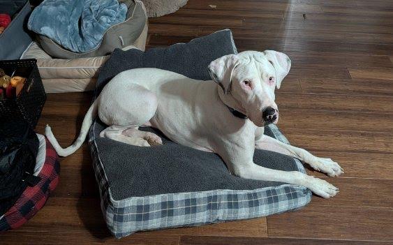 Enlarge Clyde, a Adoptable Great Dane in Knoxville, TN image 5/6