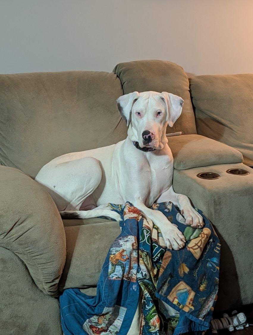 Enlarge Clyde, a Adoptable Great Dane in Knoxville, TN image 6/6