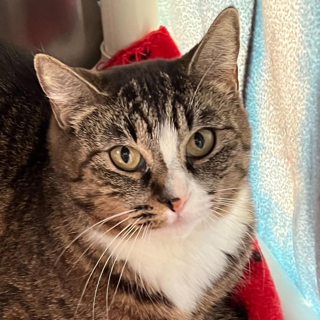 Enlarge Bridgerton, a Adoptable Domestic Short Hair in Riverside, CA image 1/6