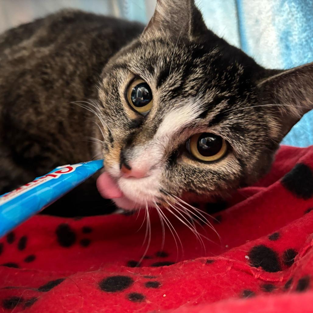 Bridgerton, Adoptable, Adult Female Domestic Short Hair.