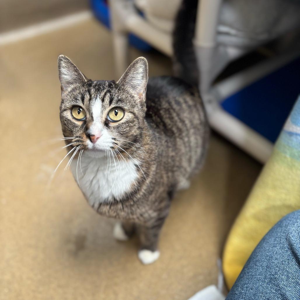 Enlarge Bridgerton, a Adoptable Domestic Short Hair in Riverside, CA image 2/6