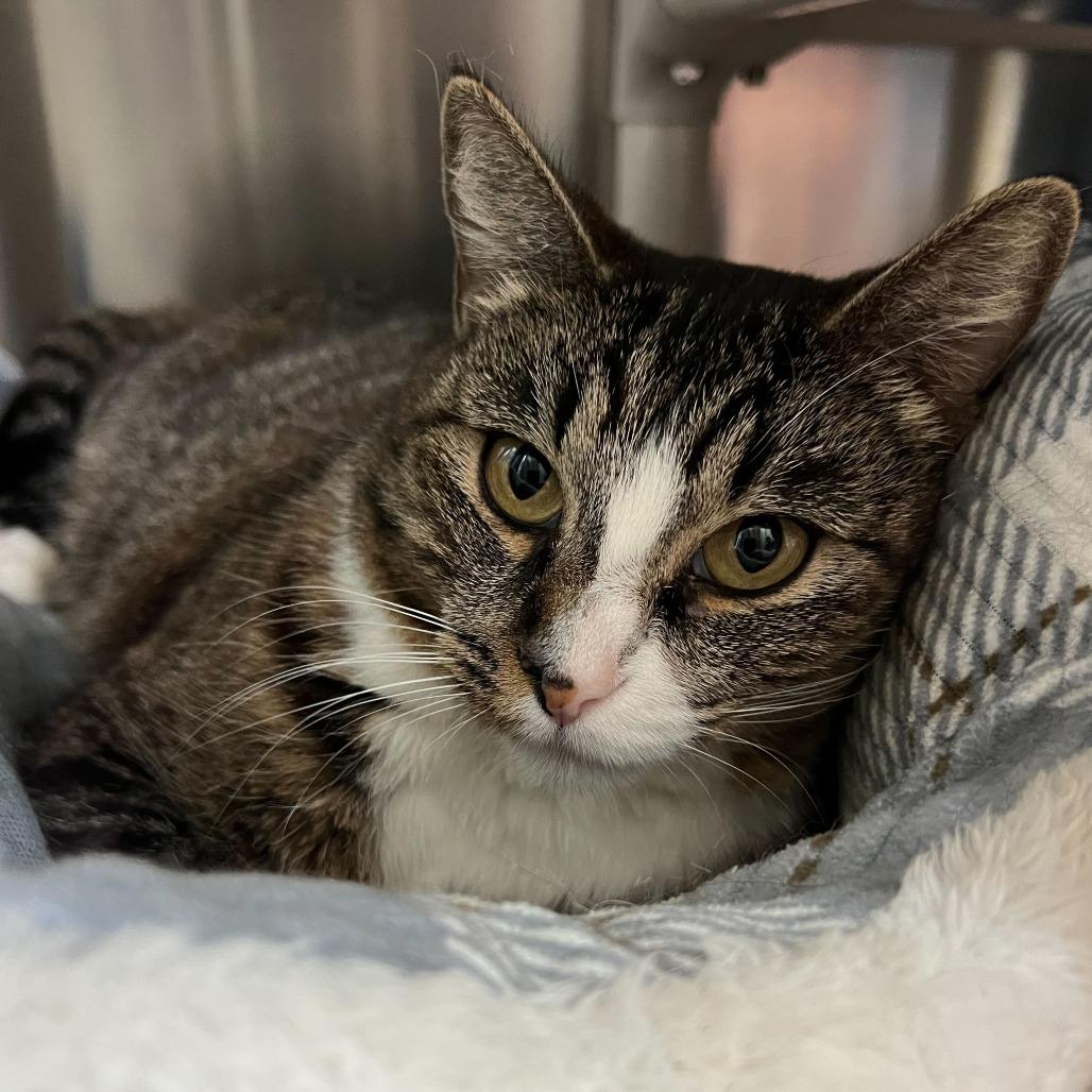 Enlarge Bridgerton, a Adoptable Domestic Short Hair in Riverside, CA image 2/6
