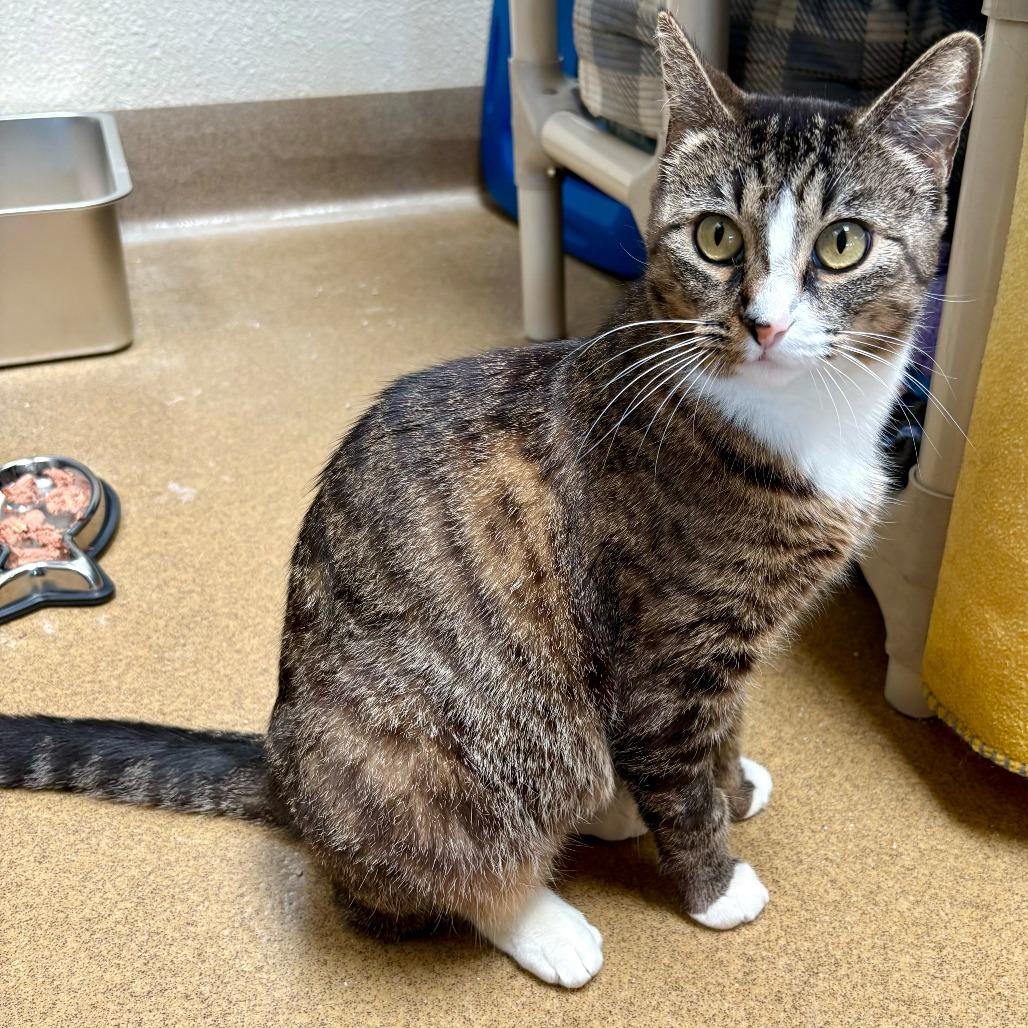 Enlarge Bridgerton, a Adoptable Domestic Short Hair in Riverside, CA image 3/6