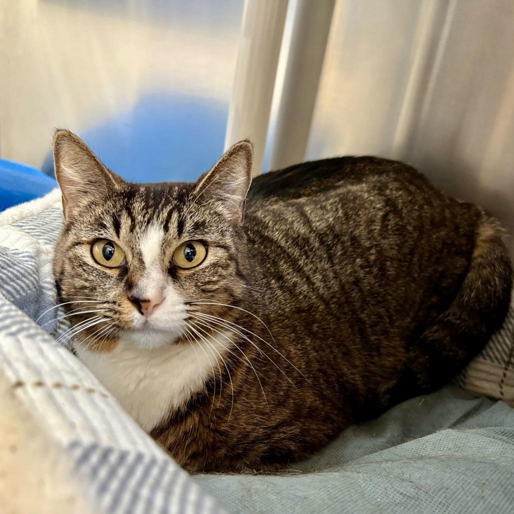 Enlarge Bridgerton, a Adoptable Domestic Short Hair in Riverside, CA image 3/6