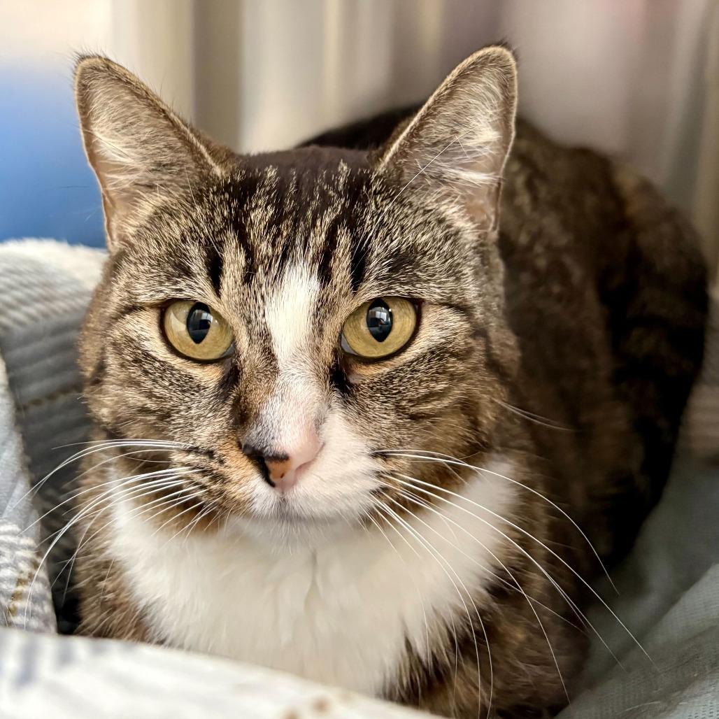 Enlarge Bridgerton, a Adoptable Domestic Short Hair in Riverside, CA image 4/6