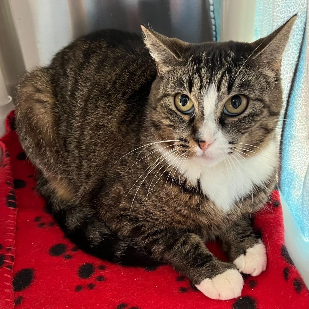 Enlarge Bridgerton, a Adoptable Domestic Short Hair in Riverside, CA image 5/6