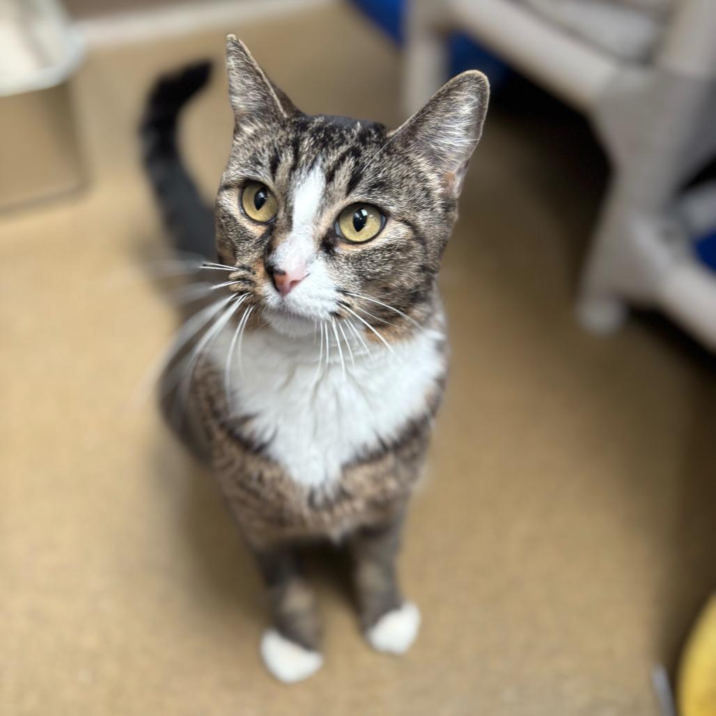 Enlarge Bridgerton, a Adoptable Domestic Short Hair in Riverside, CA image 6/6