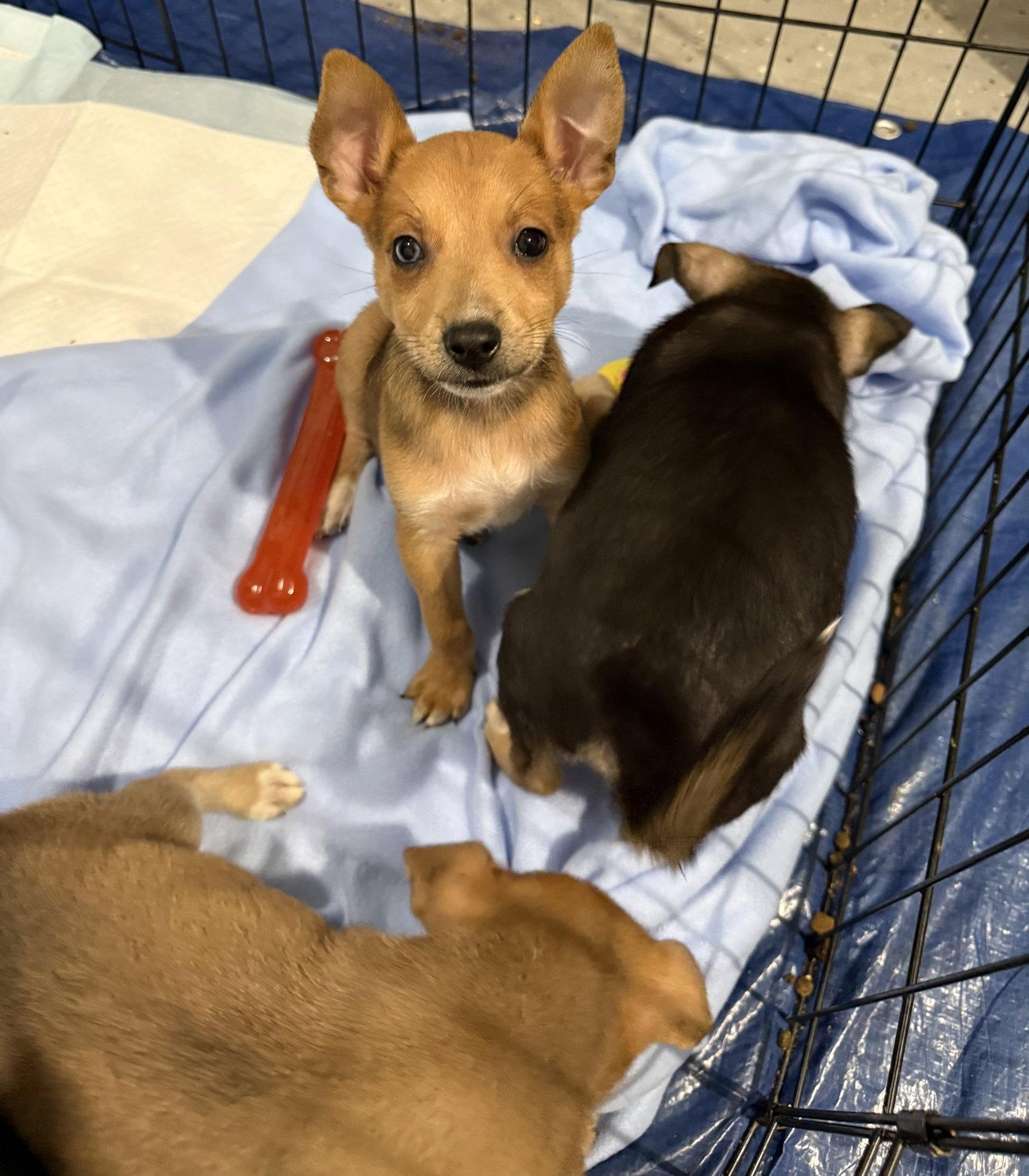 Cornichon, Adoptable, Puppy Male German Shepherd Dog & Australian Terrier.