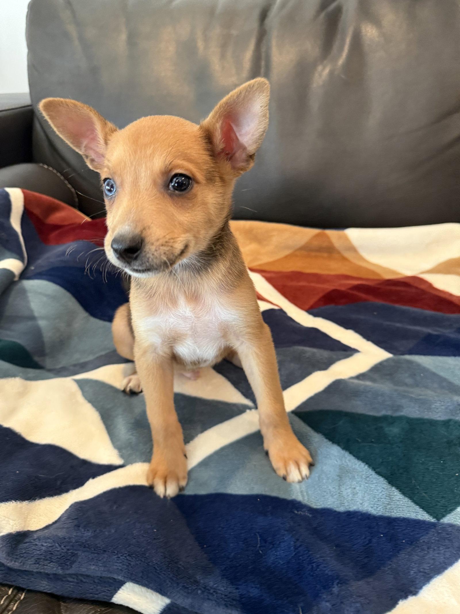 Cornichon, a Adoptable mixed breed in Duluth, MN image 2/3