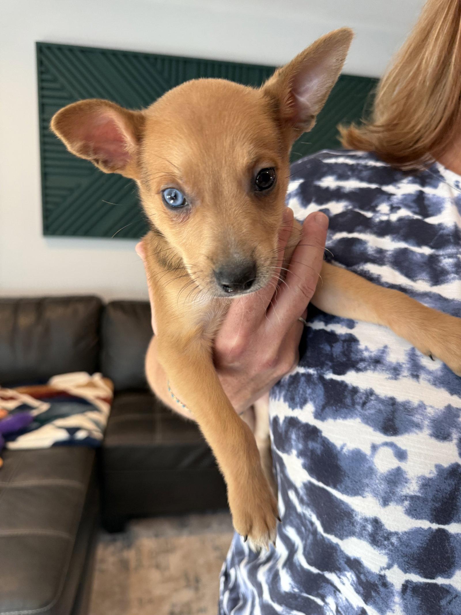 Cornichon, a Adoptable mixed breed in Duluth, MN image 3/3