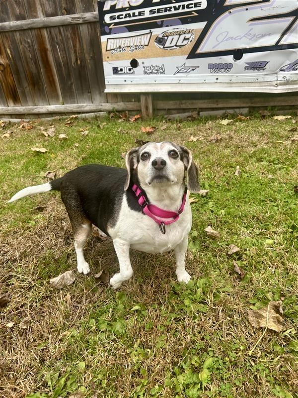 Maggie, Adoptable, Senior Female Beagle.