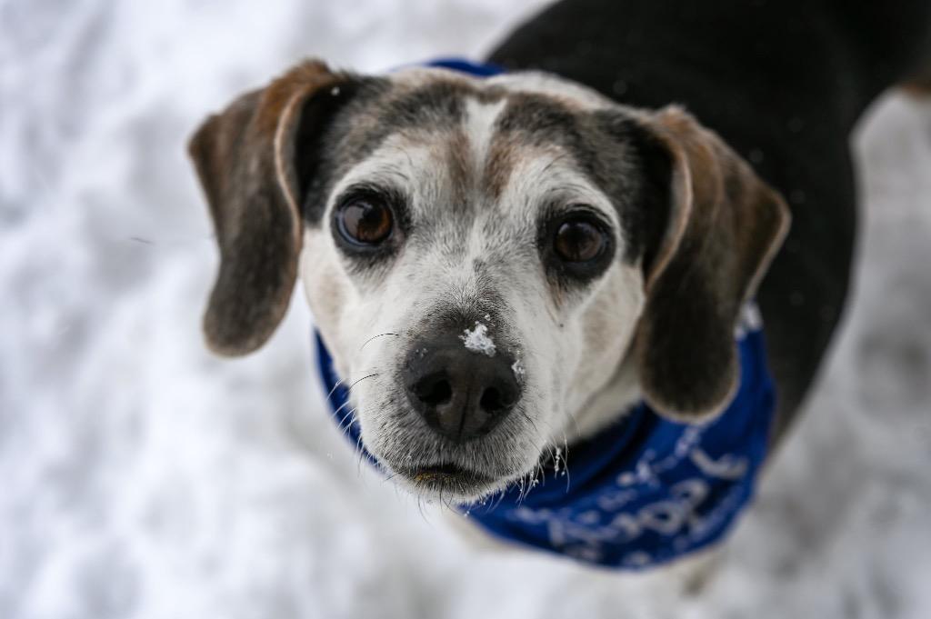 Enlarge Maggie, a Adoptable Beagle in Gloversville, NY image 1/6