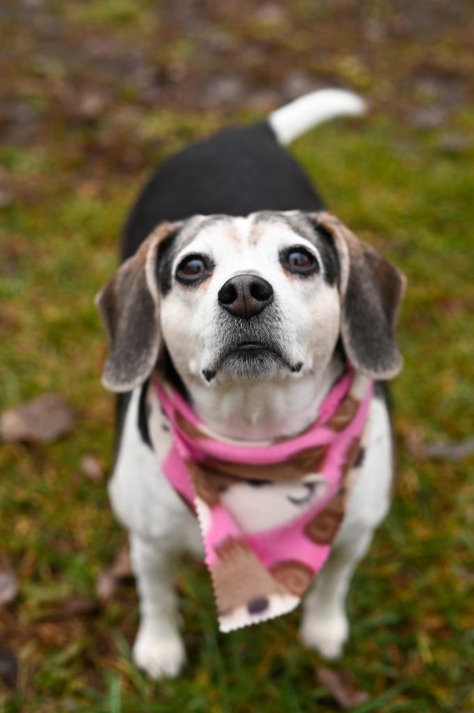 Enlarge Maggie, a Adoptable Beagle in Gloversville, NY image 2/6