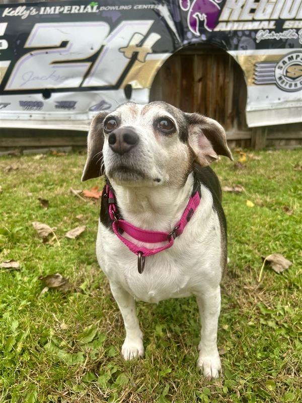 Enlarge Maggie, a Adoptable Beagle in Gloversville, NY image 1/5