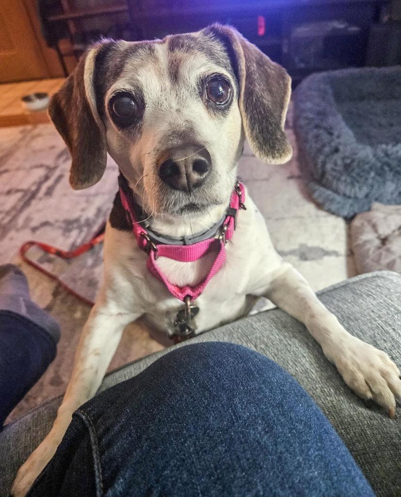 Enlarge Maggie, a Adoptable Beagle in Gloversville, NY image 2/5