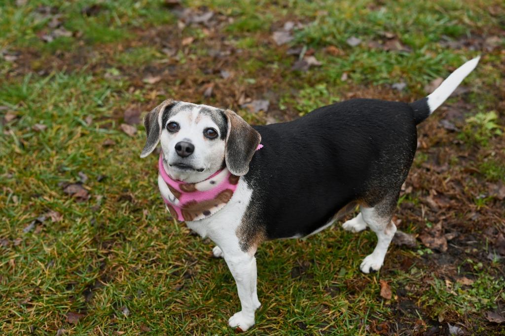 Enlarge Maggie, a Adoptable Beagle in Gloversville, NY image 3/6