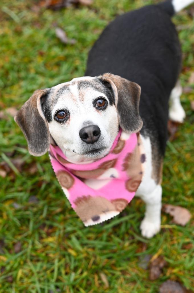 Enlarge Maggie, a Adoptable Beagle in Gloversville, NY image 3/5