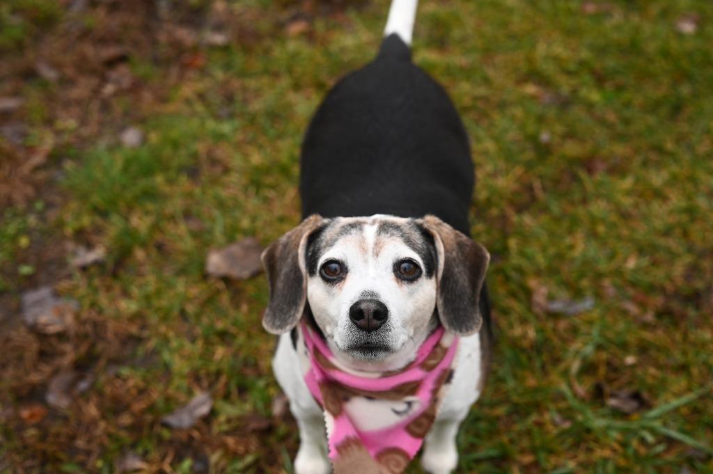 Enlarge Maggie, a Adoptable Beagle in Gloversville, NY image 6/6