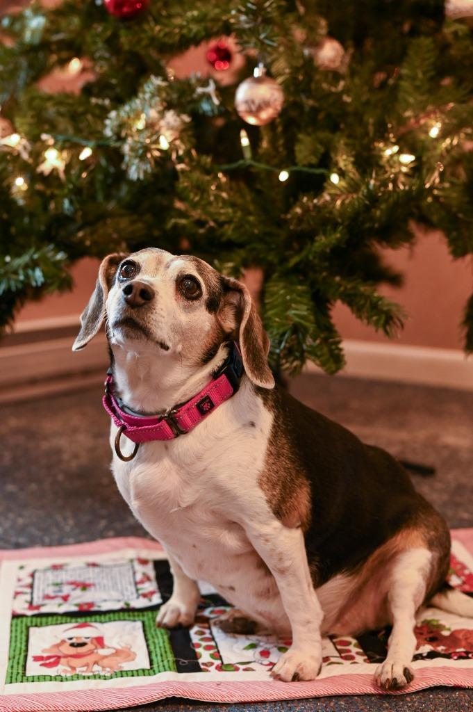 Enlarge Maggie, a Adoptable Beagle in Gloversville, NY image 6/6