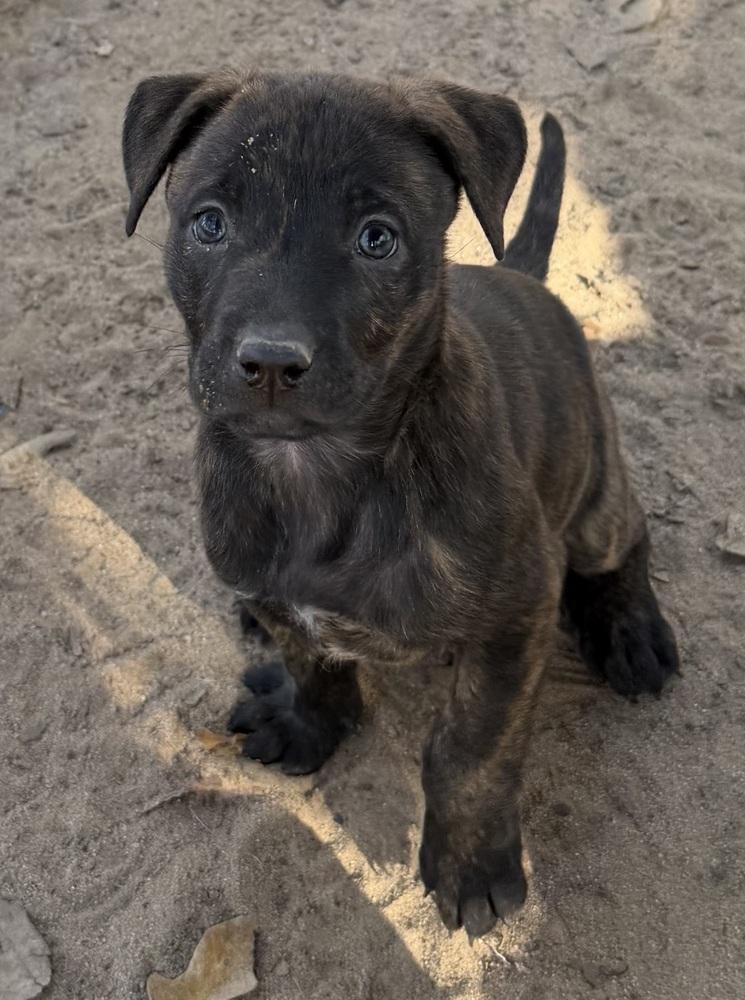 Brownie, Adoptable, Puppy Female Pit Bull Terrier & Labrador Retriever.