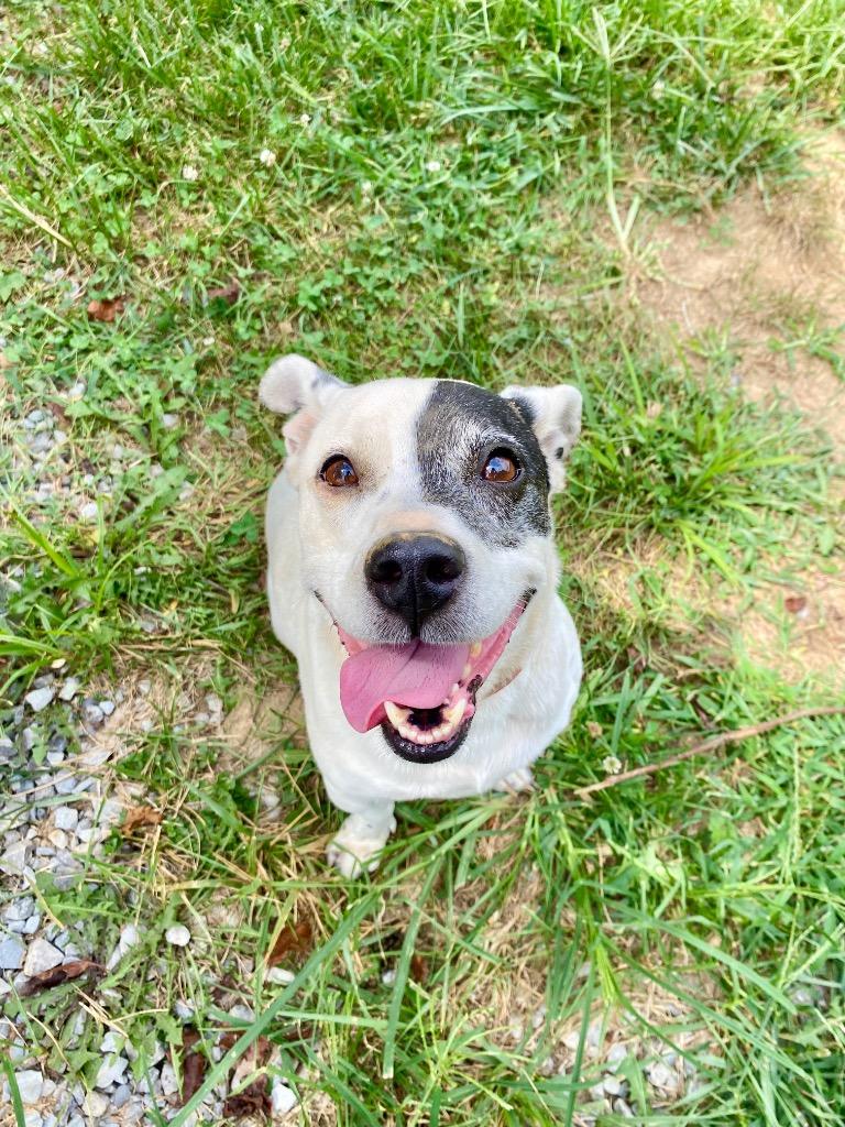 Enlarge Jack, a Adoptable mixed breed in West Union, OH image 1/1