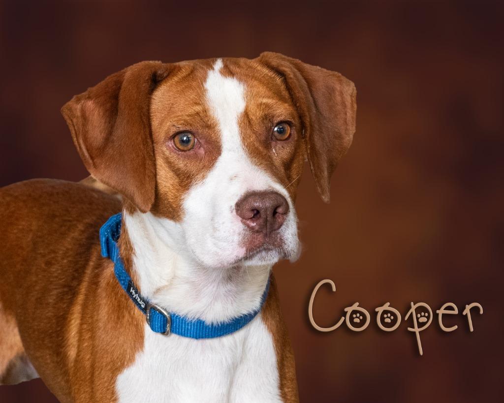 Cooper, adopted, Young Male Hound.