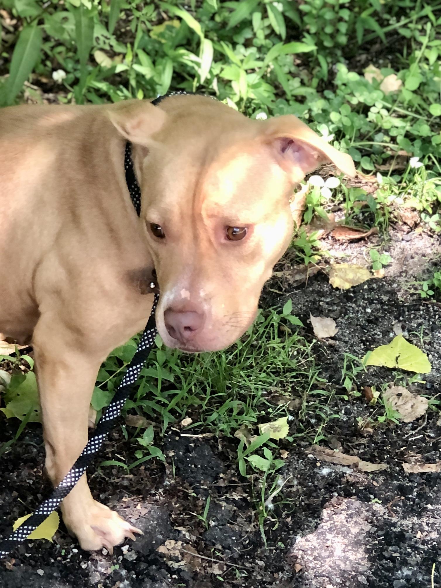 Hazel, Adult Female Mixed Breed