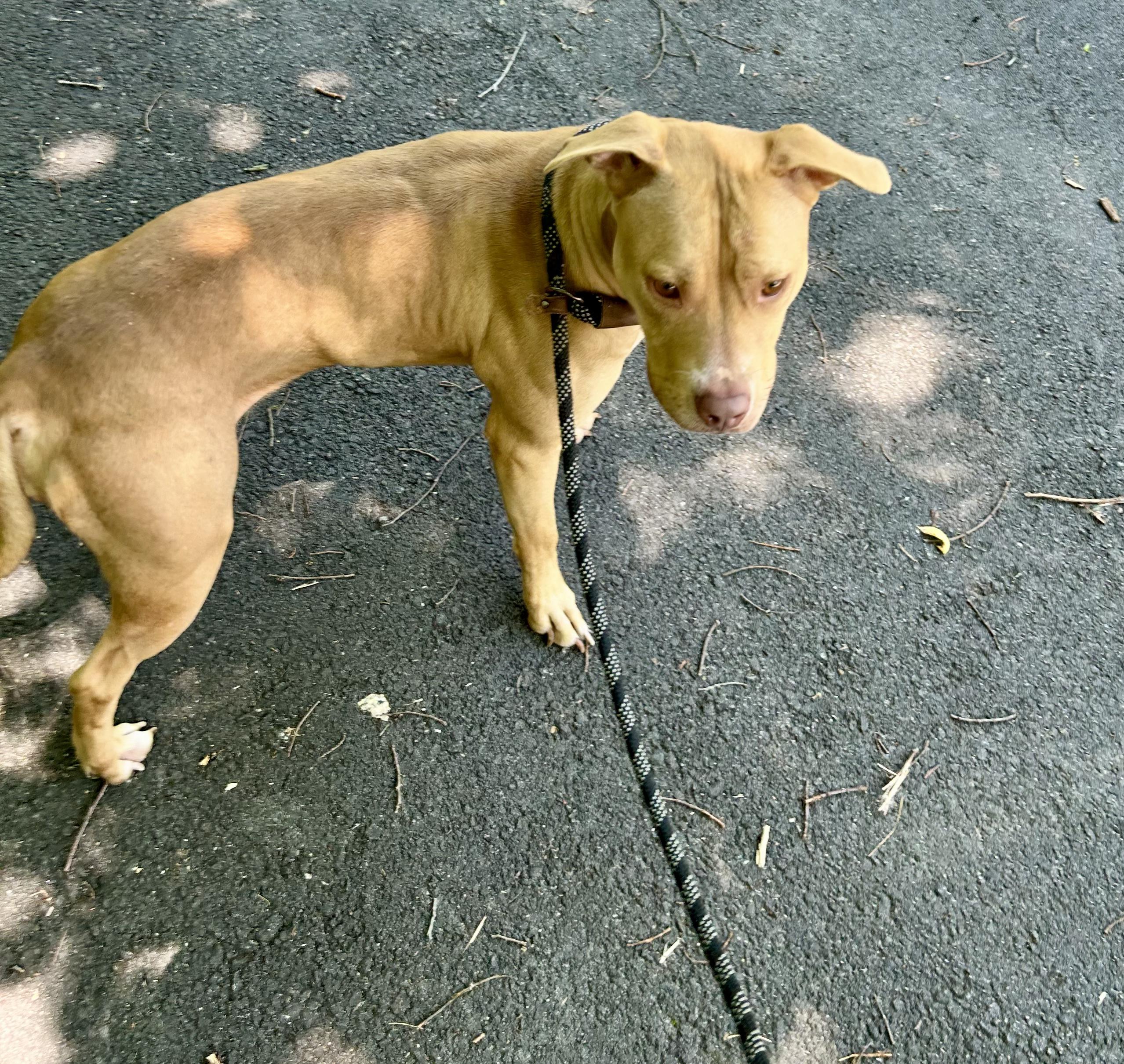 Hazel photo 5