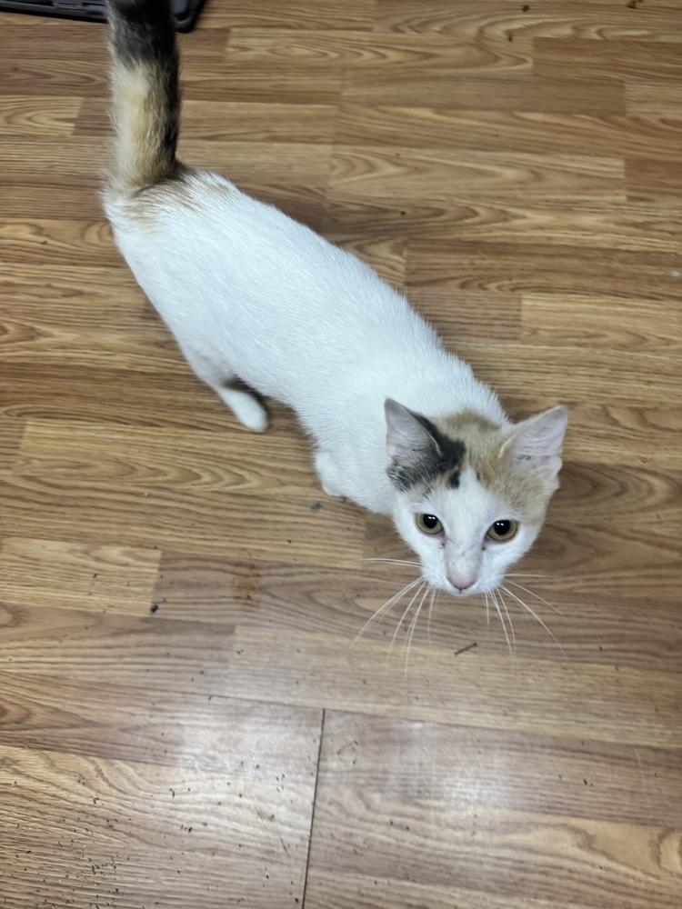 Cricket, Adoptable, Young Female Calico.