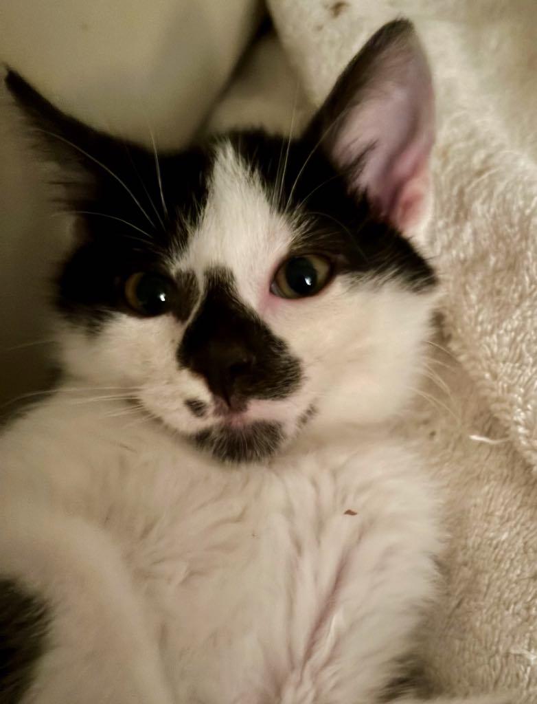 Spade, a Adoptable Domestic Short Hair in Cortland, OH image 1/3