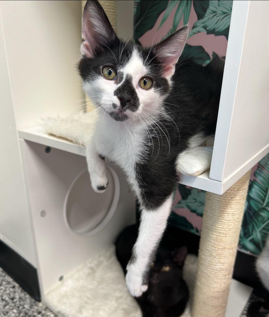 Enlarge Spade, an adopted Domestic Short Hair in Cortland, OH image 2/4