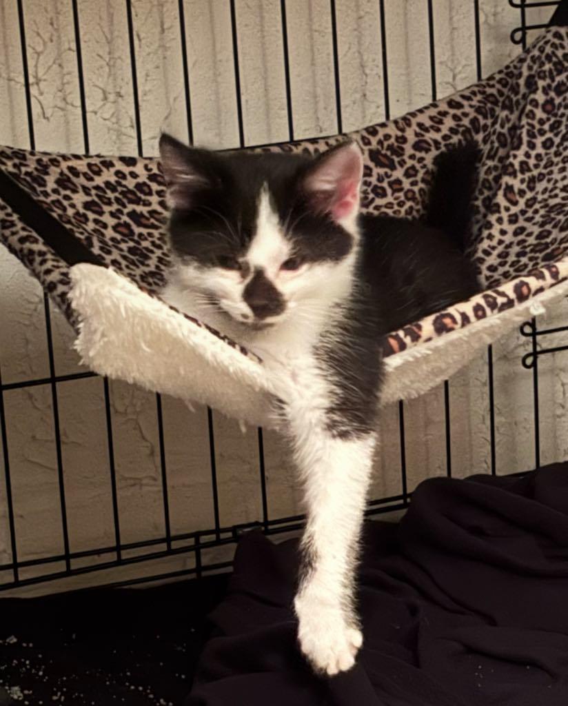 Spade, a Adoptable Domestic Short Hair in Cortland, OH image 2/3