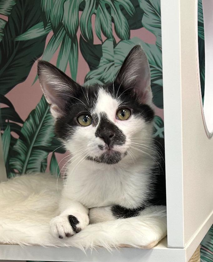 Enlarge Spade, an adopted Domestic Short Hair in Cortland, OH image 3/4